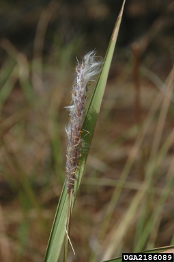 cogongrass, Imperata cylindrica  (Cyperales: Poaceae) - 2186089