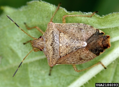 stink bugs, Euschistus spp.  (Hemiptera: Pentatomidae) - 2186093