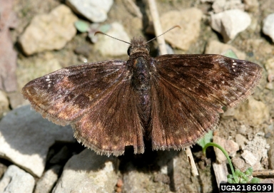wild indigo duskywing, Erynnis baptisiae  (Lepidoptera: Hesperiidae) - 2186099