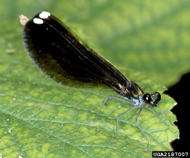 ebony jewelwing, Calopteryx maculata  (Odonata: Calopterygidae) - 2187007