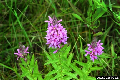 purple loosestrife, Lythrum salicaria  (Myrtales: Lythraceae) - 2187015