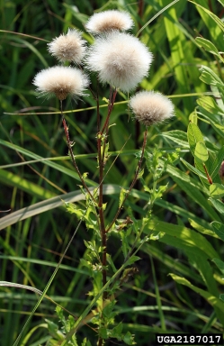 perennial sowthistle, Sonchus arvensis  (Asterales: Asteraceae) - 2187017