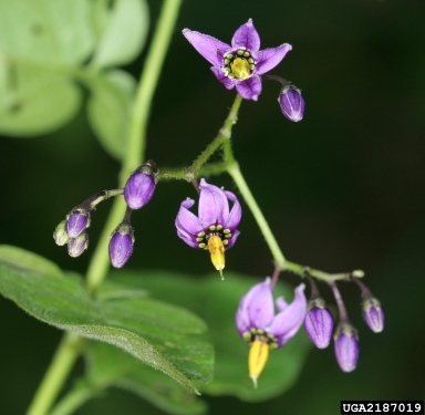 bittersweet nightshade, Solanum dulcamara  (Solanales: Solanaceae) - 2187019