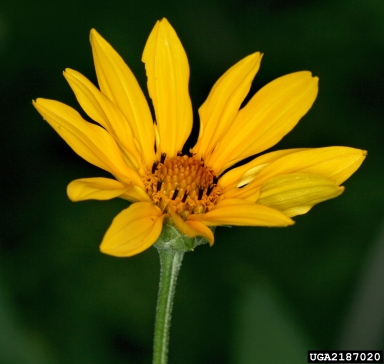 goatsbeard, Tragopogon spp.  (Asterales: Asteraceae) - 2187020
