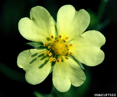 bush cinquefoil, Dasiphora fruticosa  (Rosales: Rosaceae) - 2187022