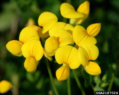 birdsfoot trefoil, Lotus corniculatus  (Fabales: Fabaceae (Leguminosae)) - 2187024