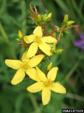 common St. Johnswort, Hypericum perforatum  (Theales: Clusiaceae) - 2187026