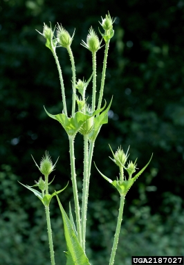 common teasel, Dipsacus fullonum  (Dipsacales: Dipsacaceae) - 2187027