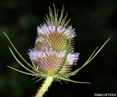 common teasel, Dipsacus fullonum  (Dipsacales: Dipsacaceae) - 2187029