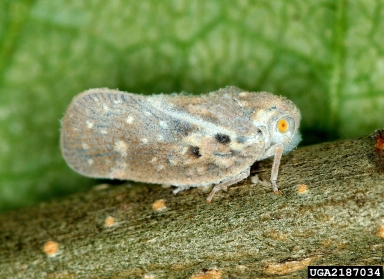 white planthopper, Metcalfa pruinosa  (Hemiptera: Flatidae) - 2187034
