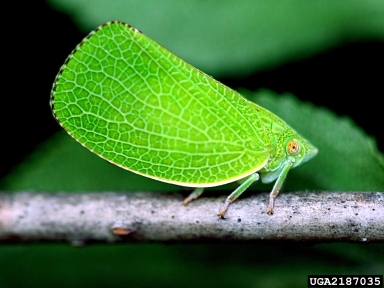 planthopper, Acanalonia conica  (Hemiptera: Acanaloniidae) - 2187035