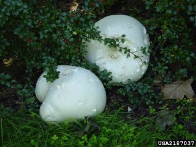 giant puffball, Langermannia gigantea  (Agaricales: Agaricaceae) - 2187037