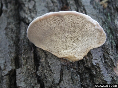 thick-walled maze polypore, Daedalea quercina  (Polyporales: Fomitopsidaceae) - 2187038