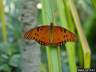 gulf fritillary, Agraulis vanillae  (Lepidoptera: Nymphalidae) - 2187041