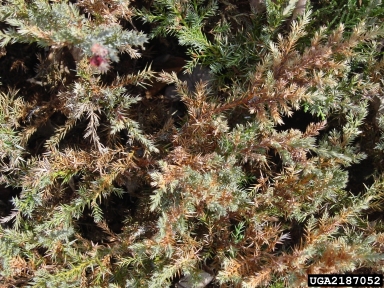 Road salt or de-icing salt (  ) on juniper (Juniperus spp. ) - 2187052