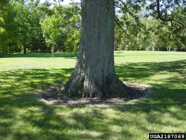 Ganoderma root and butt rot (Ganoderma lucidum ) on bur oak (Quercus macrocarpa ) - 2187069