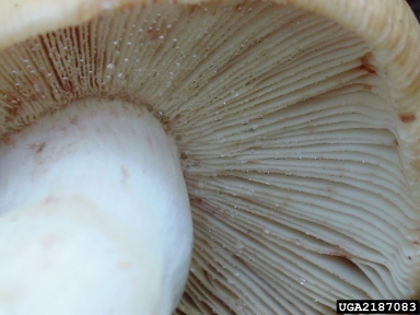 milky cap, Lactarius vinaceorufescens  (Agaricales: Russulaceae) - 2187083