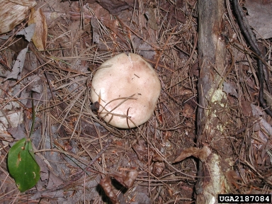 milky cap, Lactarius vinaceorufescens  (Agaricales: Russulaceae) - 2187084