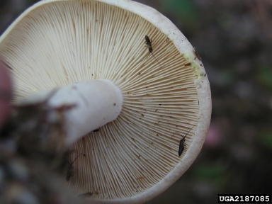 milky cap, Lactarius vinaceorufescens  (Agaricales: Russulaceae) - 2187085