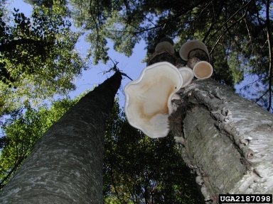 birch conk, Piptoporus betulinus  (Polyporales: Fomitopsidaceae) - 2187098