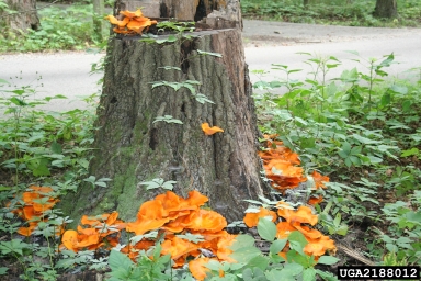 jack-o-lantern mushroom, Omphalotus illudens  (Agaricales: Marasmiaceae) - 2188012