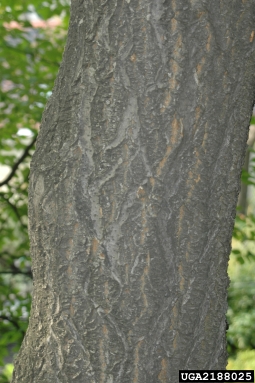 Amur corktree, Phellodendron amurense  (Sapindales: Rutaceae) - 2188025