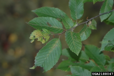 European hornbeam, Carpinus betulus  (Fagales: Betulaceae) - 2188047