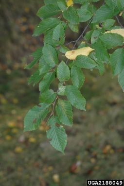 European hornbeam, Carpinus betulus  (Fagales: Betulaceae) - 2188049