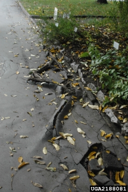 root problems,    - 2188081