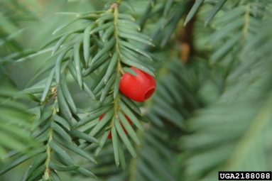 English yew, Taxus baccata  (Taxales: Taxaceae) - 2188088