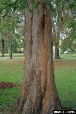 English yew, Taxus baccata  (Taxales: Taxaceae) - 2188095