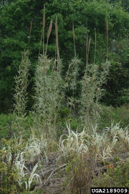 giant reed, Arundo donax  (Cyperales: Poaceae) - 2189009