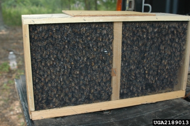 honey bee, Apis mellifera  (Hymenoptera: Apidae) - 2189013