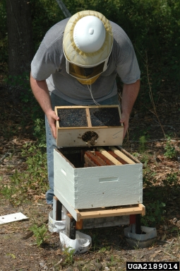 honey bee, Apis mellifera  (Hymenoptera: Apidae) - 2189014