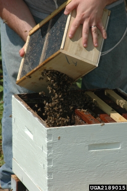 honey bee, Apis mellifera  (Hymenoptera: Apidae) - 2189015