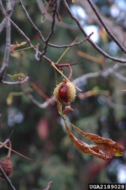 common horse chestnut, Aesculus hippocastanum  (Sapindales: Hippocastanaceae) - 2189028