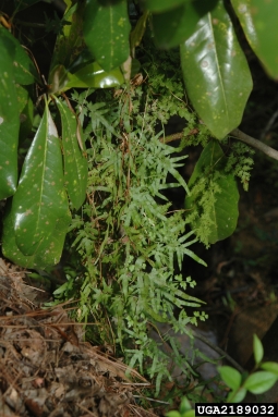Japanese climbing fern, Lygodium japonicum  (Polypodiales: Lygodiaceae) - 2189032