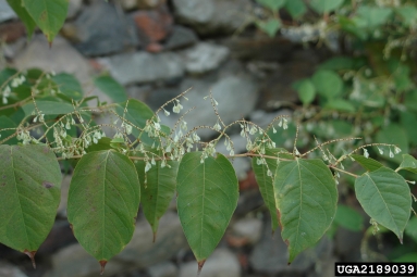 Japanese knotweed, Fallopia japonica  (Polygonales: Polygonaceae) - 2189039