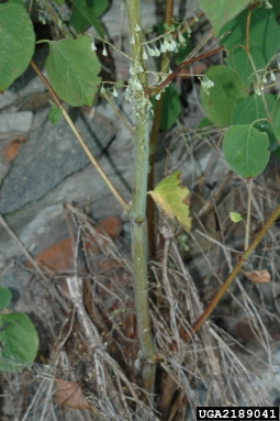 Japanese knotweed, Fallopia japonica  (Polygonales: Polygonaceae) - 2189041