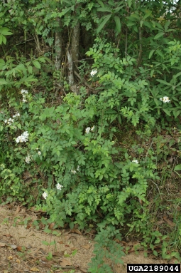 multiflora rose, Rosa multiflora  (Rosales: Rosaceae) - 2189044
