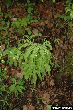 northern maidenhair fern, Adiantum pedatum  (Polypodiales: Pteridaceae) - 2189047