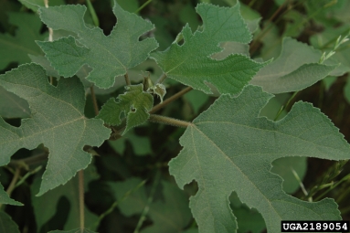 paper-mulberry, Broussonetia papyrifera  (Urticales: Moraceae) - 2189054