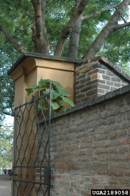 princesstree, Paulownia tomentosa  (Scrophulariales: Scrophulariaceae) - 2189058