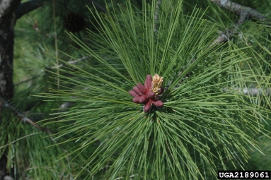 ponderosa pine, Pinus ponderosa  (Pinales: Pinaceae) - 2189061