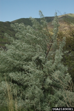 Russian-olive, Elaeagnus angustifolia  (Rhamnales: Elaeagnaceae) - 2189081