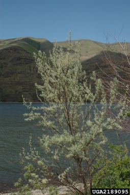 Russian-olive, Elaeagnus angustifolia  (Rhamnales: Elaeagnaceae) - 2189095