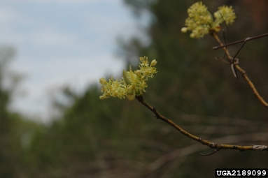 sassafras, Sassafras albidum  (Laurales: Lauraceae) - 2189099