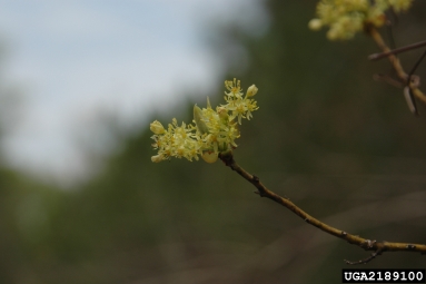 sassafras, Sassafras albidum  (Laurales: Lauraceae) - 2189100
