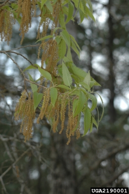 sawtooth oak, Quercus acutissima  (Fagales: Fagaceae) - 2190001