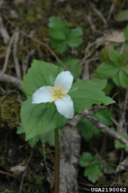 Pacific trillium, Trillium ovatum  (Liliales: Liliaceae) - 2190062